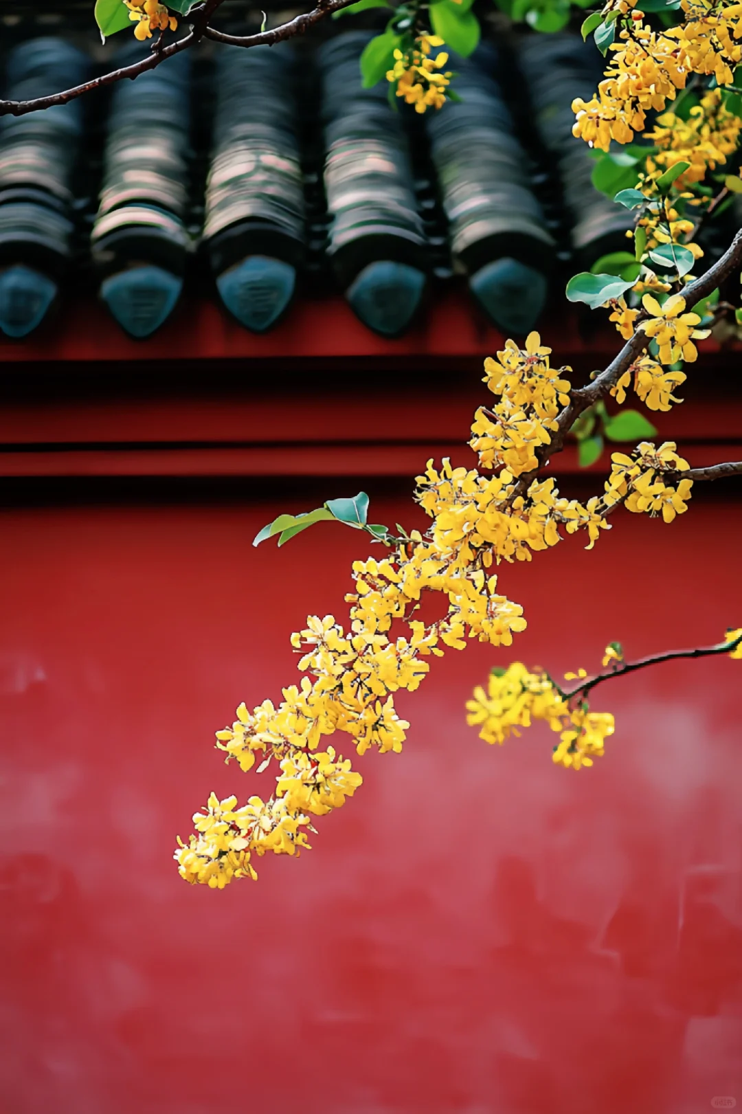 金桂飘香