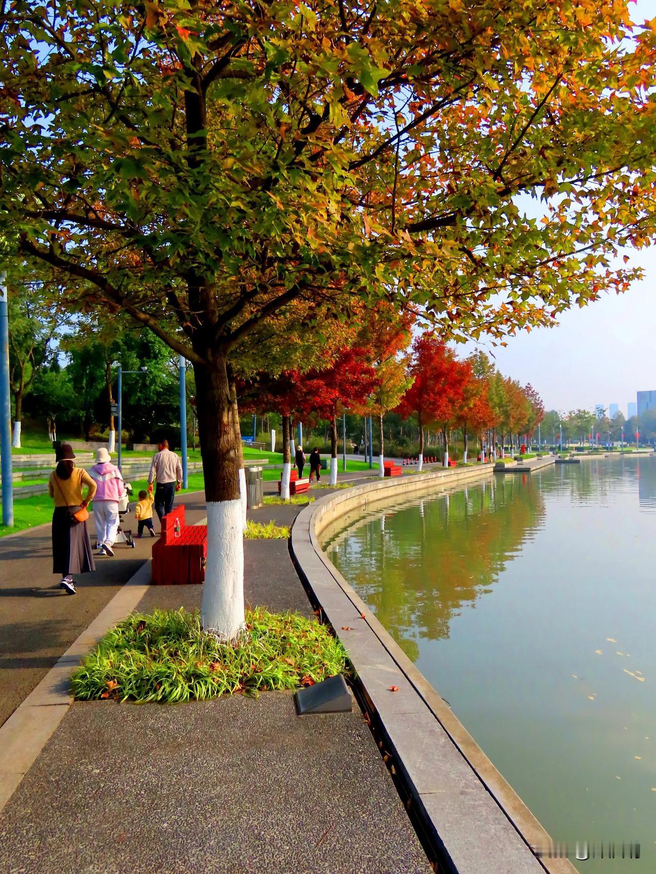 秋日漫步，树影婆娑，悠然自得。🍂🍁🍂
宁波巿民广场