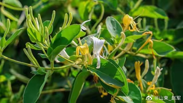 金银花、连翘同是清热解毒药，解毒却不同金银花、连翘同是清热解毒药，具有清热解毒的