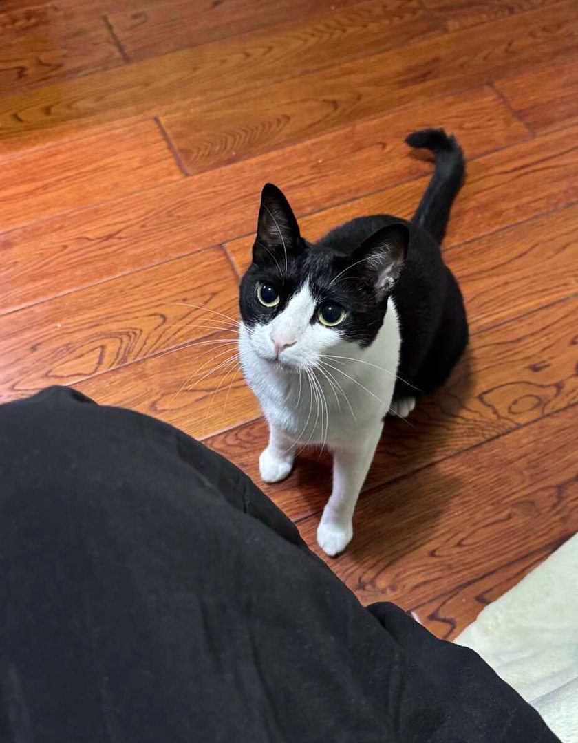 有人的脑门即将被我猛蹬daily奶牛猫 （投稿：） 