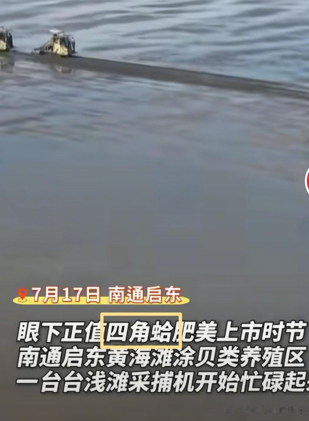 看到新闻说，南通特产“四角蛤”丰收了。一开始一愣，看了图片，这不是那个什么吗？如