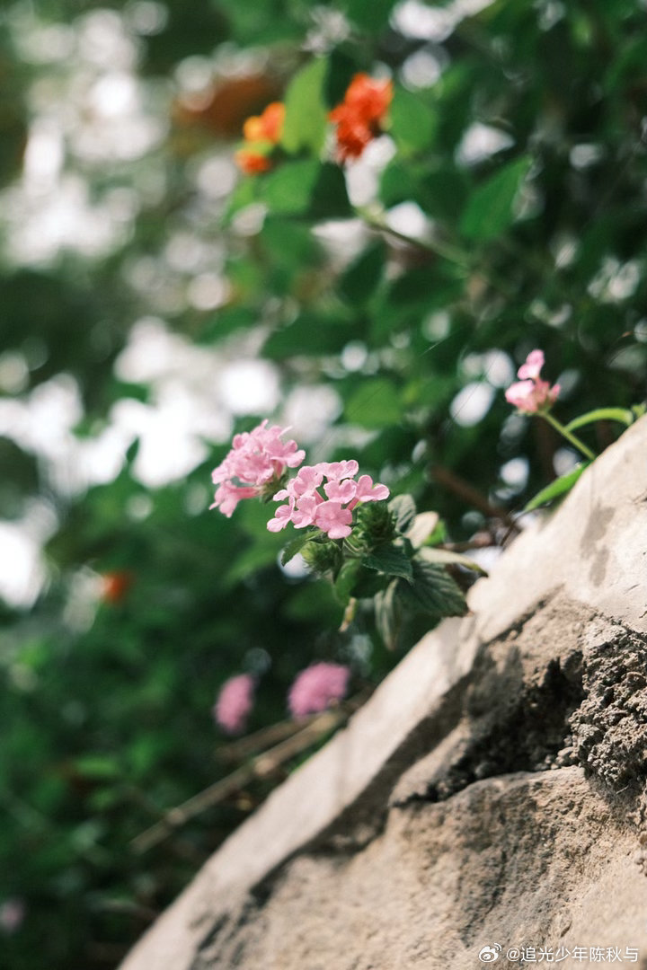 Color Walk 的人先享受春天最近看见一个很有趣的散步概念：Color W