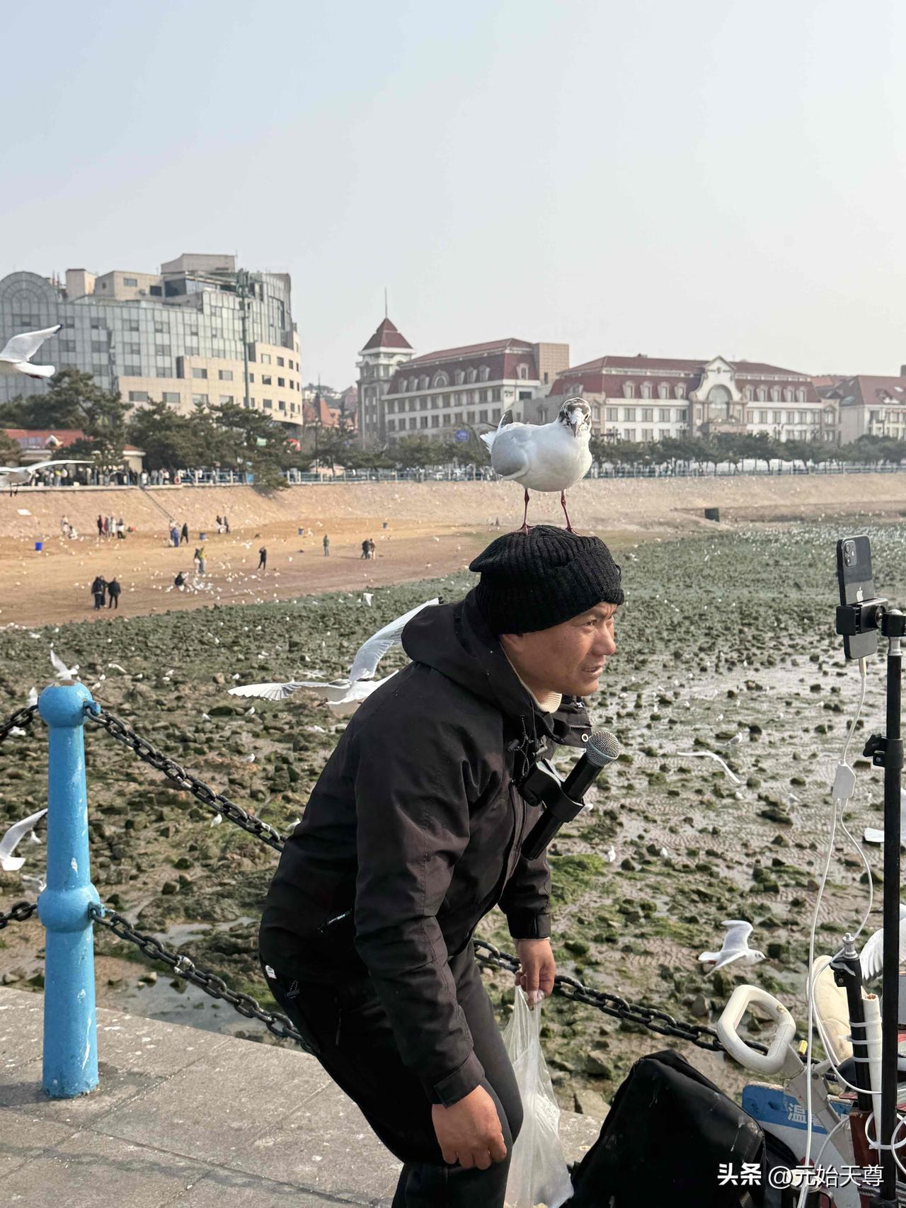 春日生活打卡季我这些日子光去看望青岛中山公园里的海鸥了，把青岛栈桥的海鸥冷落了，