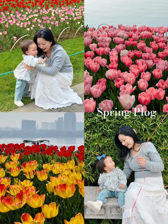 带女儿去瓜渚湖看郁金香🌷已开50%