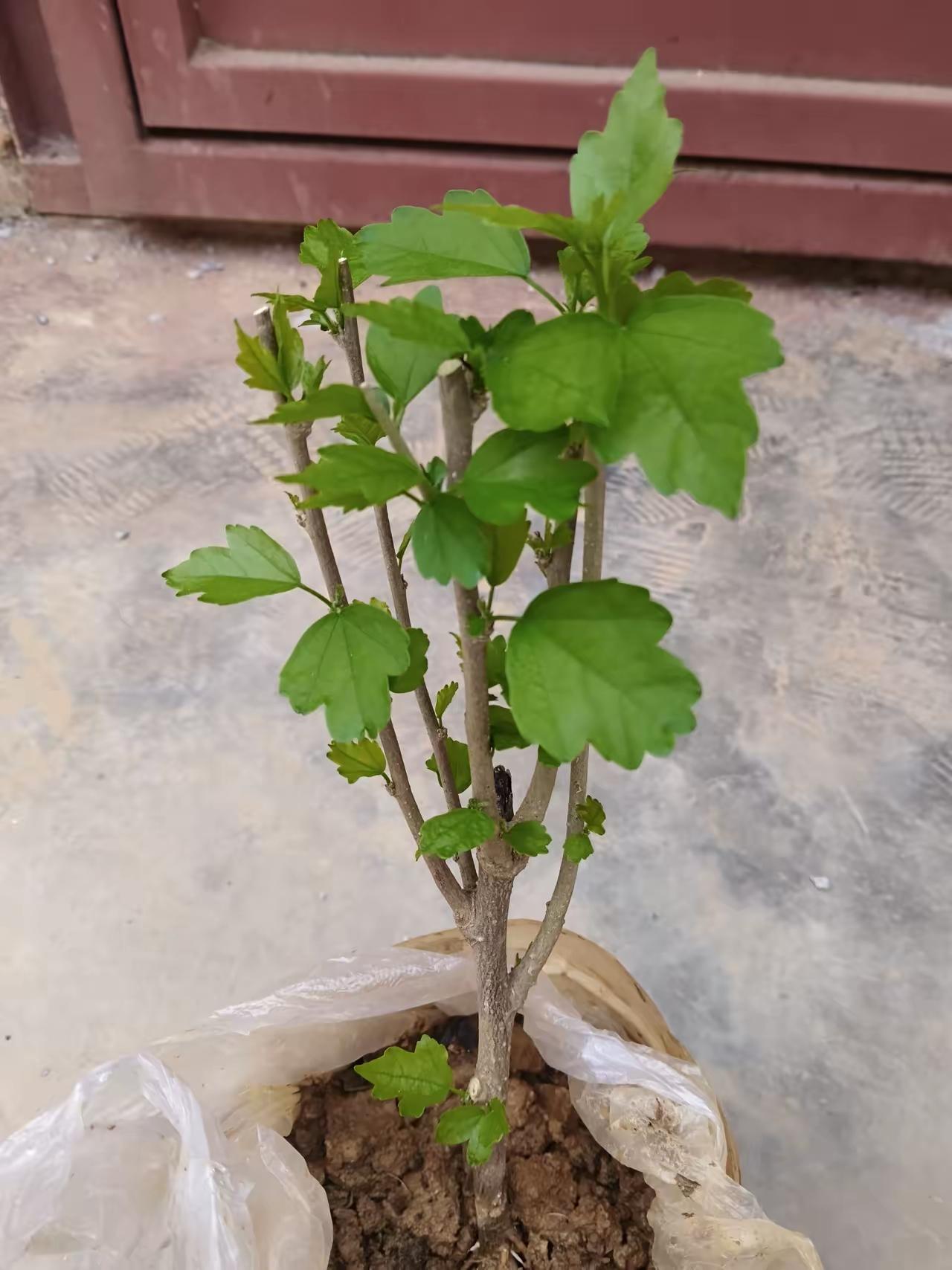 来个种植能手，这是什么品种的树苗?