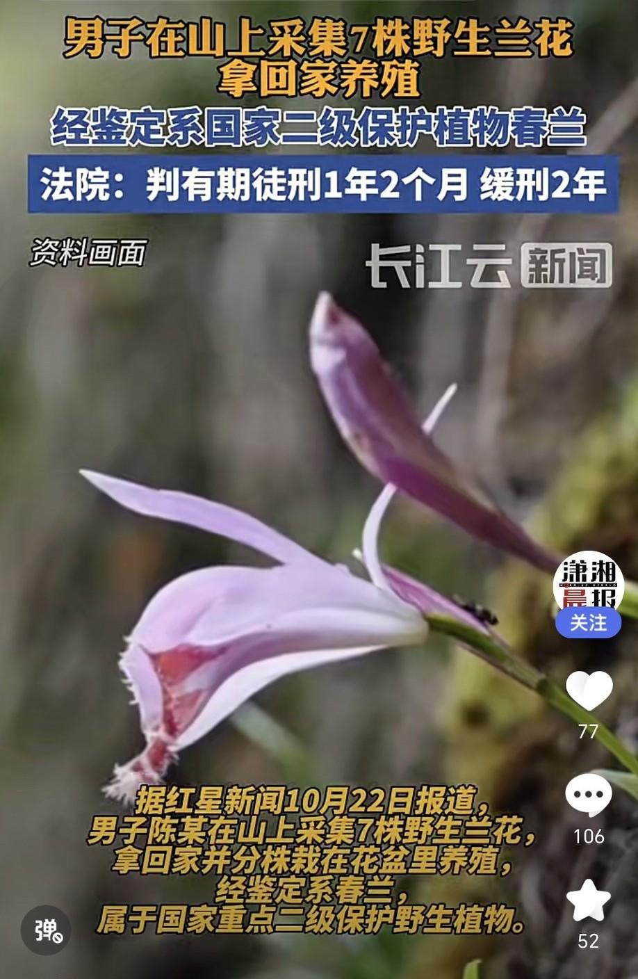 湖南江华瑶族自治县的陈某，因非法采挖7株野生兰花被判缓刑。2023年3月和5月，