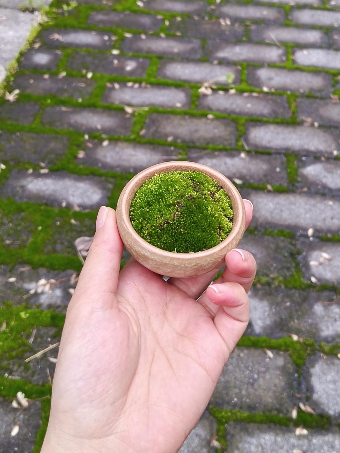 植物和花，我知道你们都有种过，但是~这种微景观苔藓，你们就没有种过，很好养呢，时