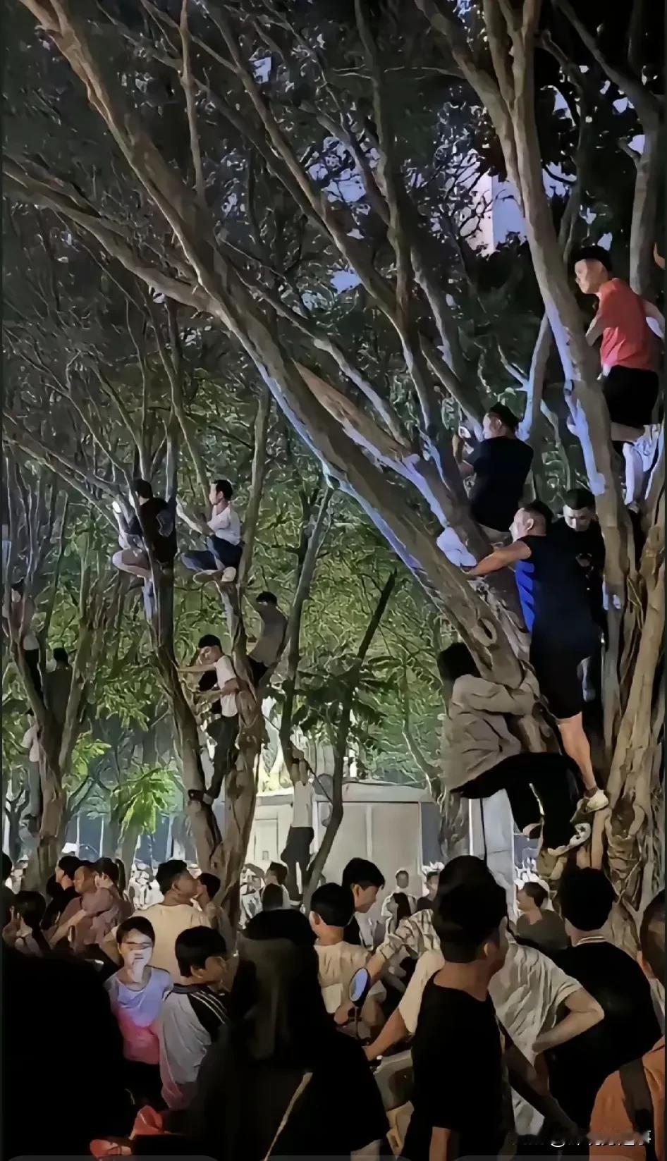 知道这么多人爬到树上干什么吗？
那天是刀郎南京演唱会，这些爬上树的人是因为没有买