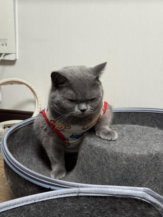 来，我简单喵两句