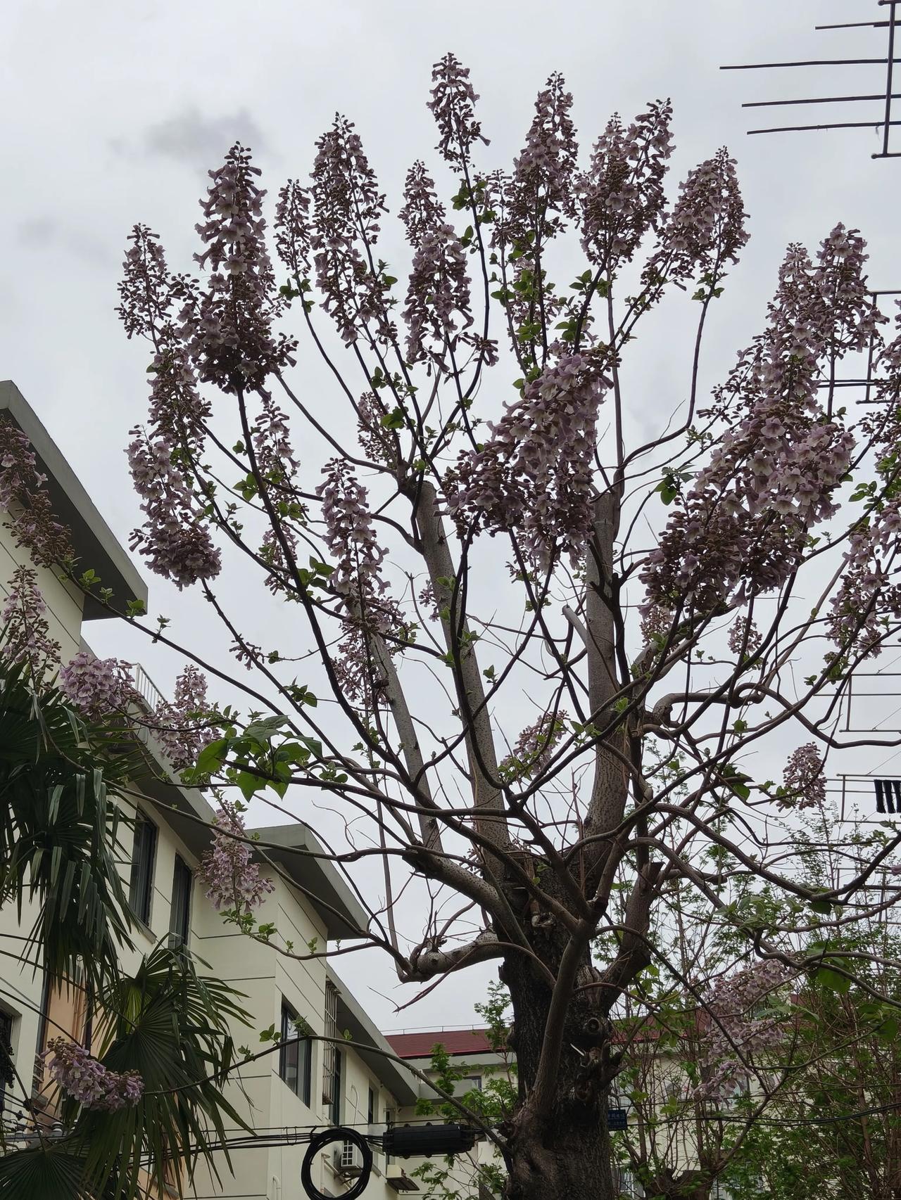 春日出行随手拍实景图分享！

小区里的泡桐树开花啦～淡紫色的花序在阴天的背景下显