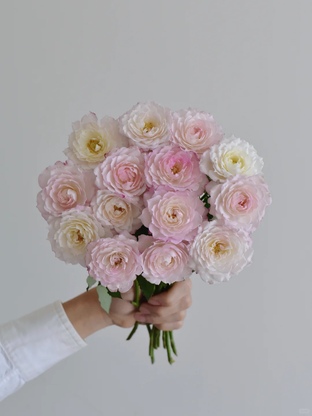 简艺玫瑰园·华池