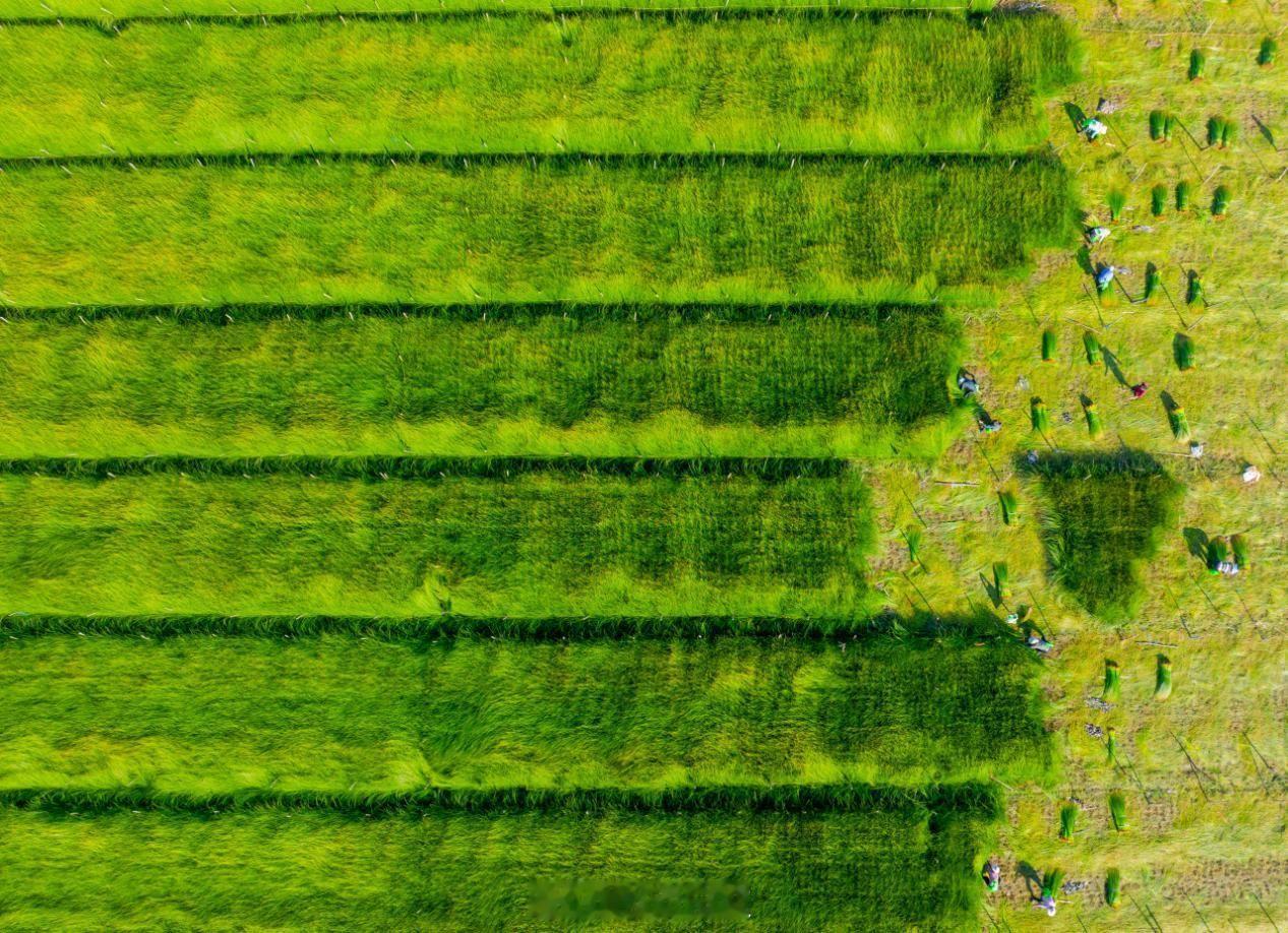 宁波古林镇6000亩蔺草开割 目前正值蔺草收割旺季，宁波古林镇茂新村的田间地头一