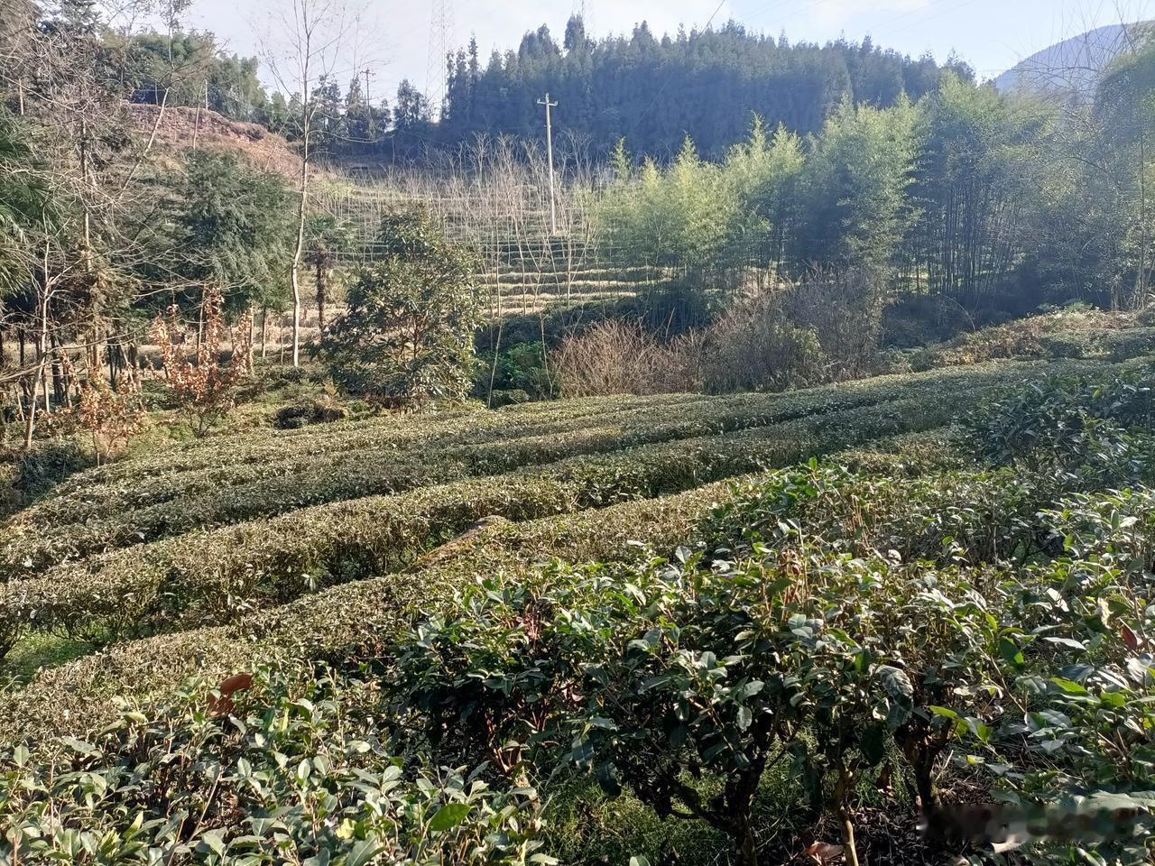 种植黄柏，是耗费地力还是能养地？荥经黄柏种植户告诉你答案
我是一个四川荥经县的农