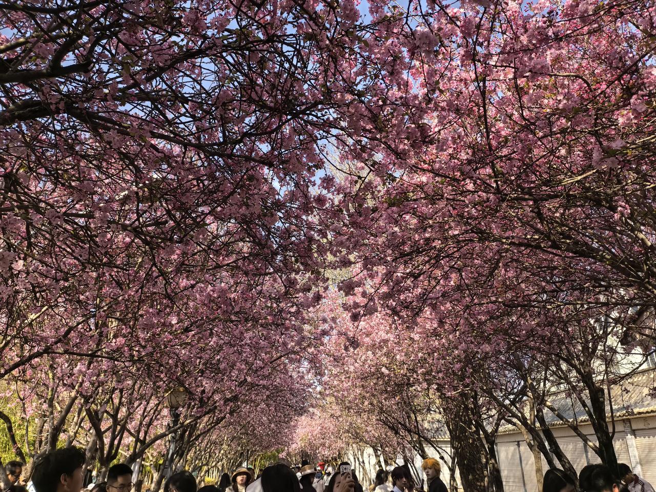 昆明的海棠花🌸大道，海棠花盛开惹人喜，在西山区的西华公园。游人如织，边上的停车
