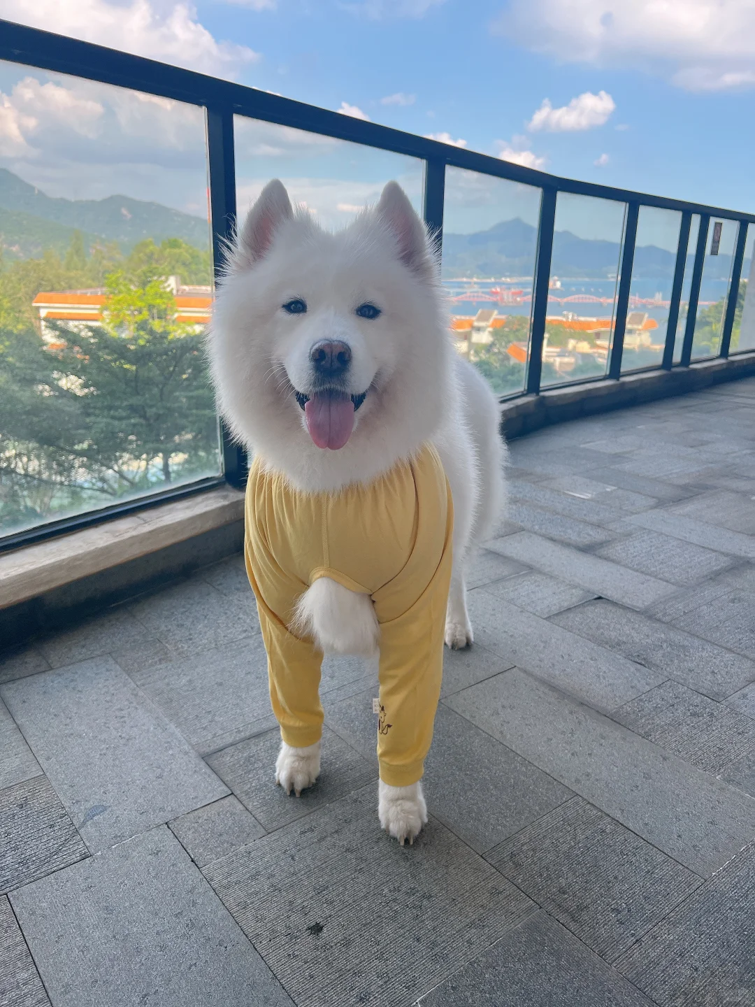 15岁老年犬主的好物分享（不许嘲笑我）
