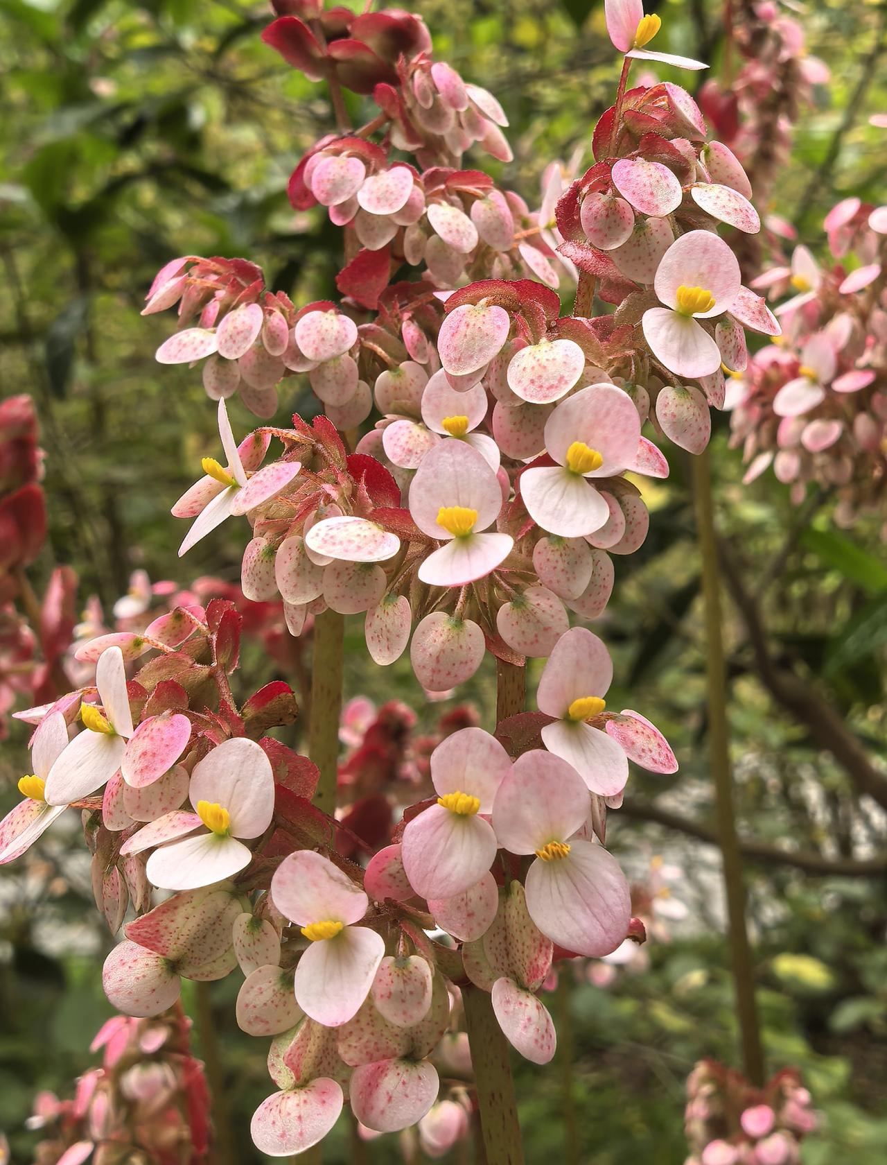 黑叶衬红花！一款奇异的秋海棠亮相广州云溪植物园，完全颠覆了我对秋海棠的认知。
秋