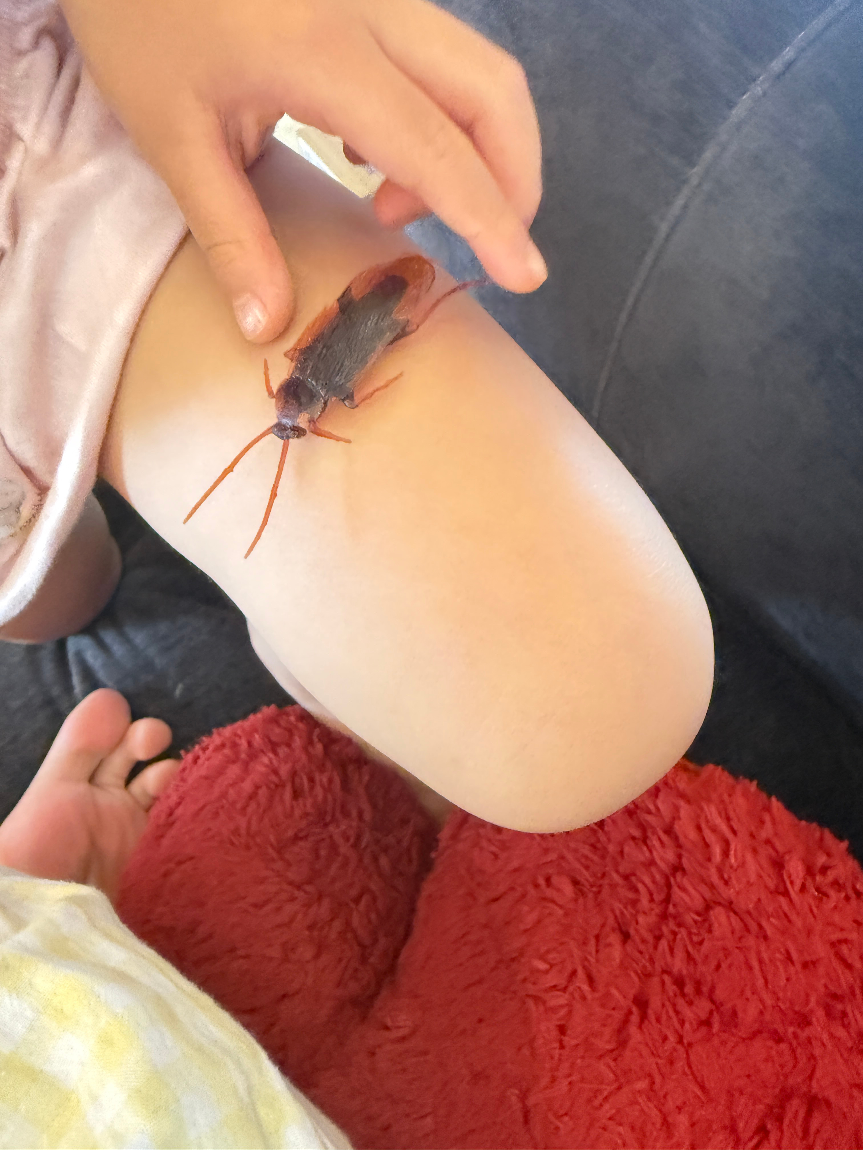 球宝通知我说她找到了一只死掉的蟑螂虽然她讲话半真半假但可怕的事一般总是真的我战战