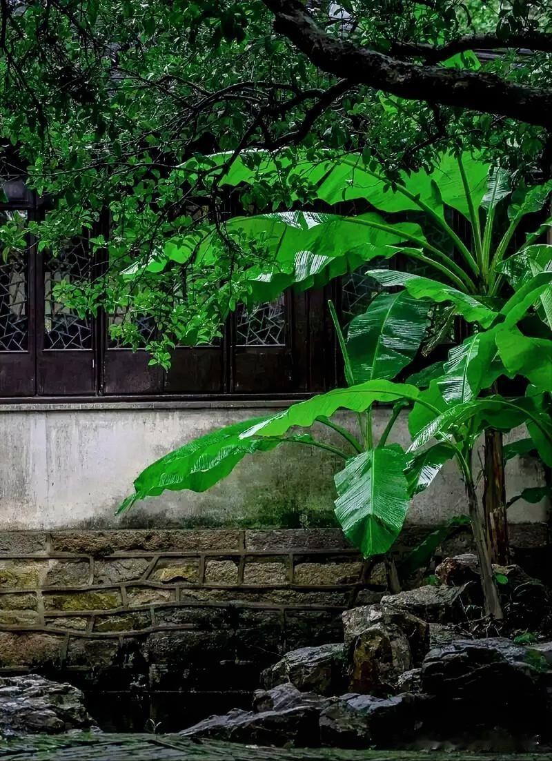 上联：芭蕉墙外泣风雨
下联：有请雅士[玫瑰][玫瑰][玫瑰]