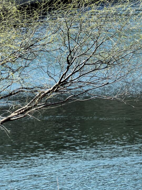 3.22青岛崂山 春水初生春林初盛