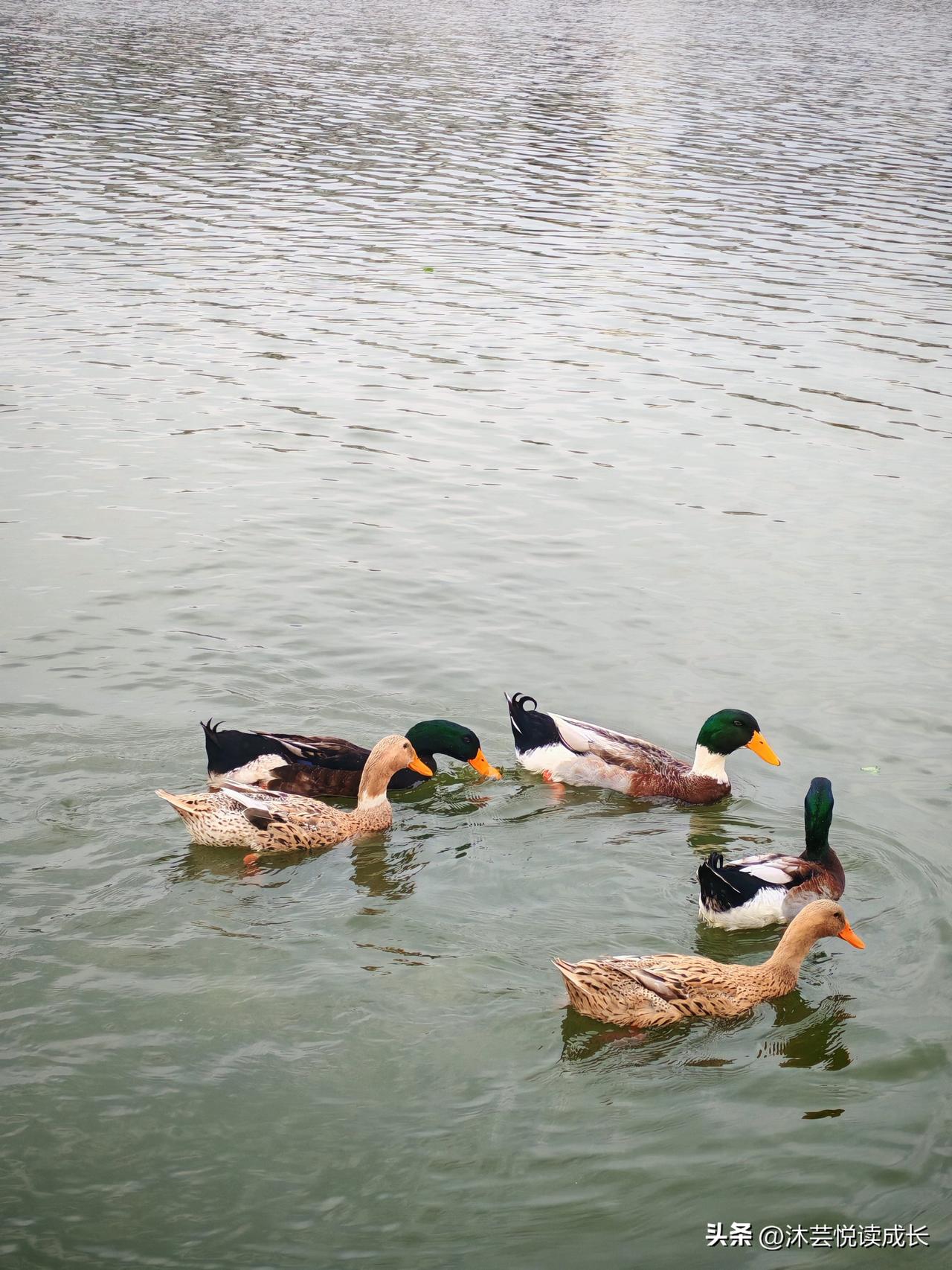 昨天去亲戚家在小区拍到一群可爱的小鸭子，现在每天写微头条养成了随手拍照的习惯