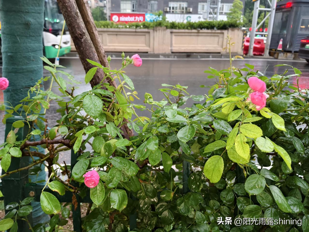 分享一张小野花的照片雨中的红月季花🌸。