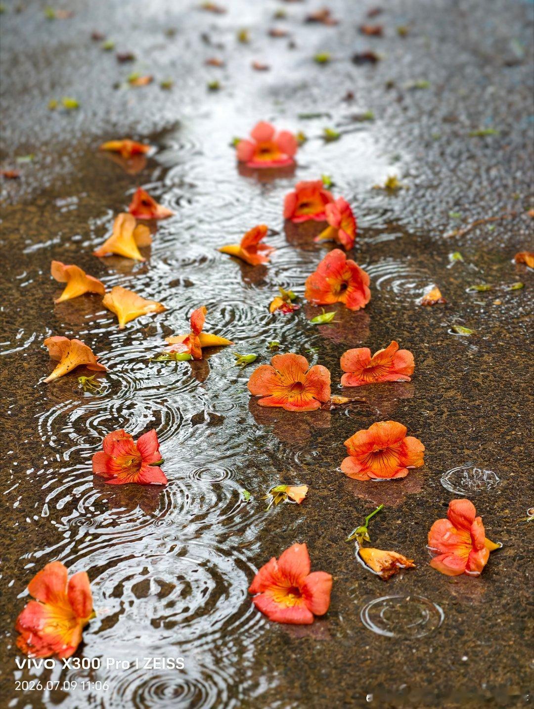 青瓦承雨，凌霄攀墙，烟雨入港城。雨中赏情，少了几分喧嚣，多了一份诗意。 