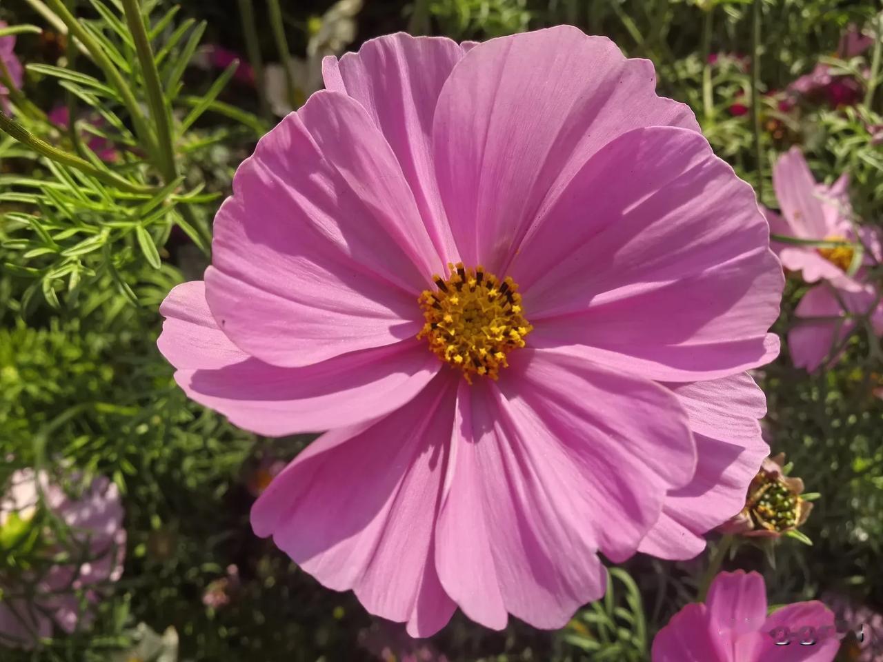 来一组照片证明花开正艳当花儿盛开时，刚好被抓拍到。