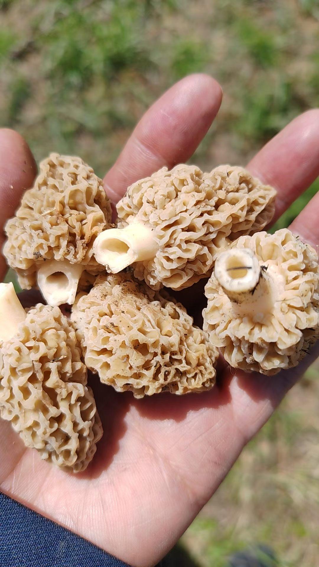 朋友说这个东西很好吃，但是里面沙土较多，需要认真淘洗，您知道它叫什么吗？