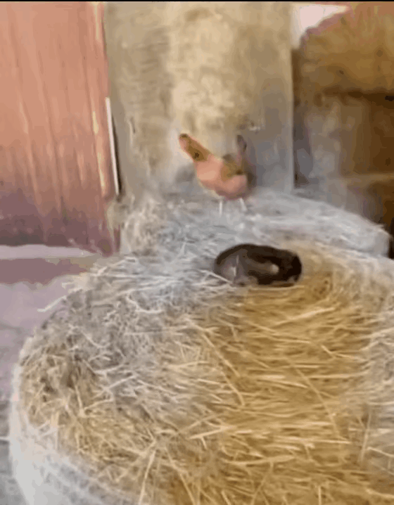 如果真的孵化出小鸡子了，该喊这只猫什么才好？