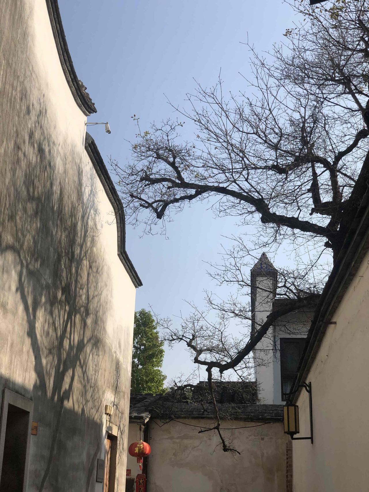 【清风拂过，铁树花开】

一直很喜欢“清风如许”镜头下的宁静。
我用 PSAI 