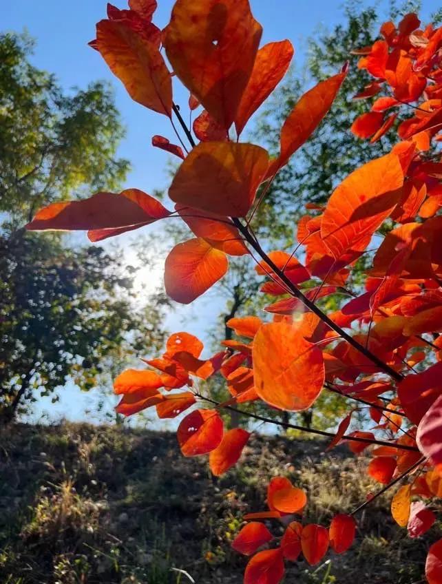 你好，大叔，

见字如面

秋风轻抚，
红叶铺径，
我披一袭风衣，
漫步于这深秋