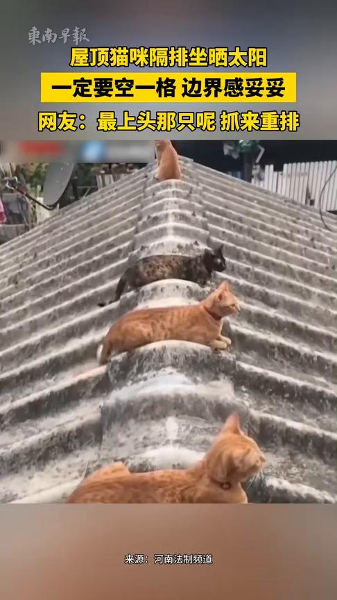屋顶猫咪隔排坐晒太阳，一定要空一格，边界感妥妥。
东南早报。
网友：最上头那只抓