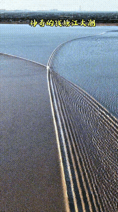刷到钱塘江大潮这段画面，属实大开眼界，称得上是难得一见的江上景致。江里沙洲把潮水