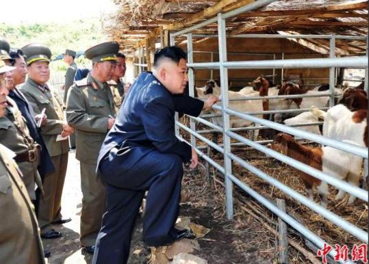 为什么朝鲜人很少吃猪肉？因为猪肉在朝鲜非常稀缺，在朝鲜能吃上猪肉的人，非富即贵！