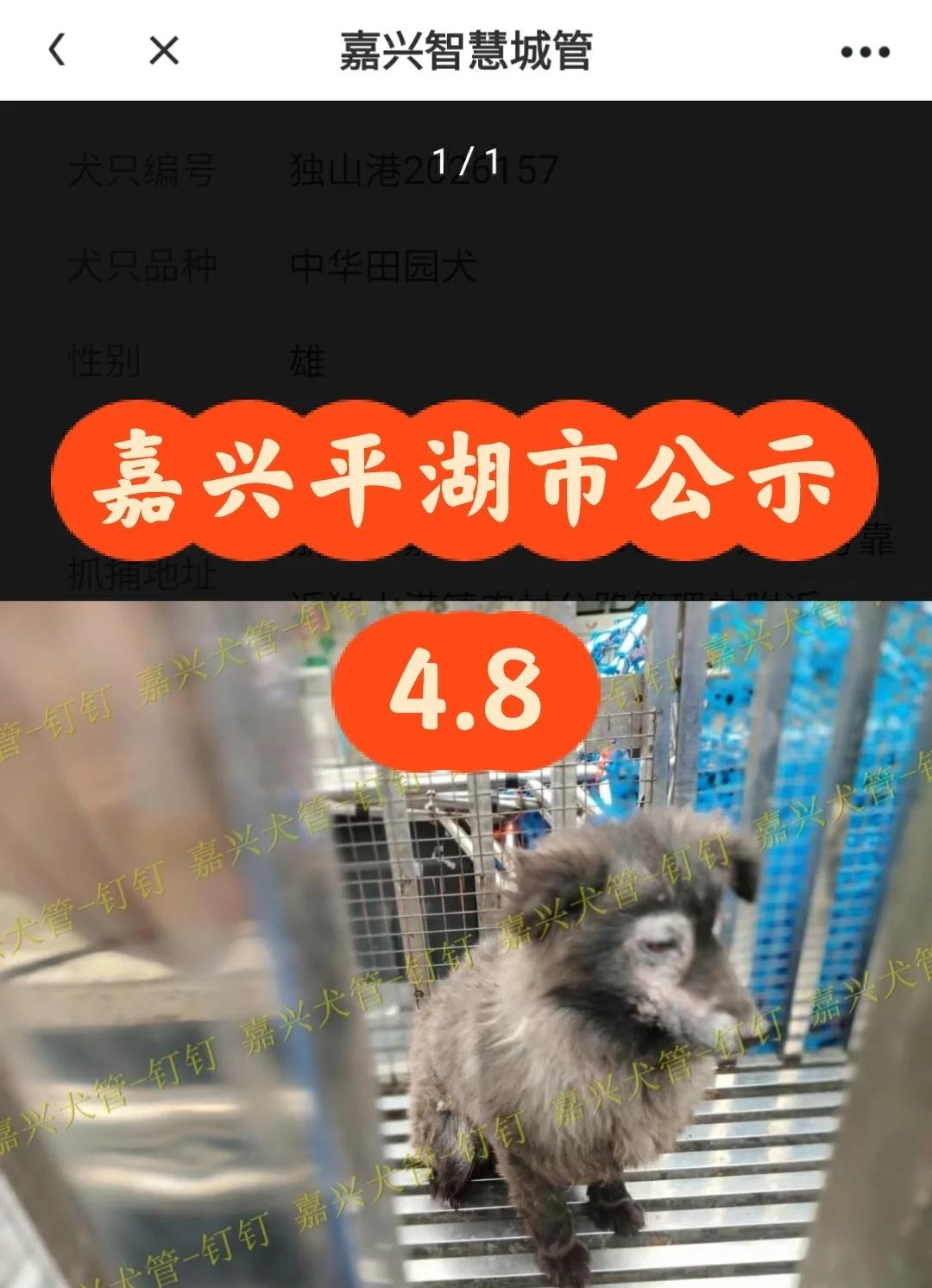 浙江浙里办嘉兴(平湖市)2026.4月8犬只公示
嘉兴平湖寻狗
平湖1只，抓捕地