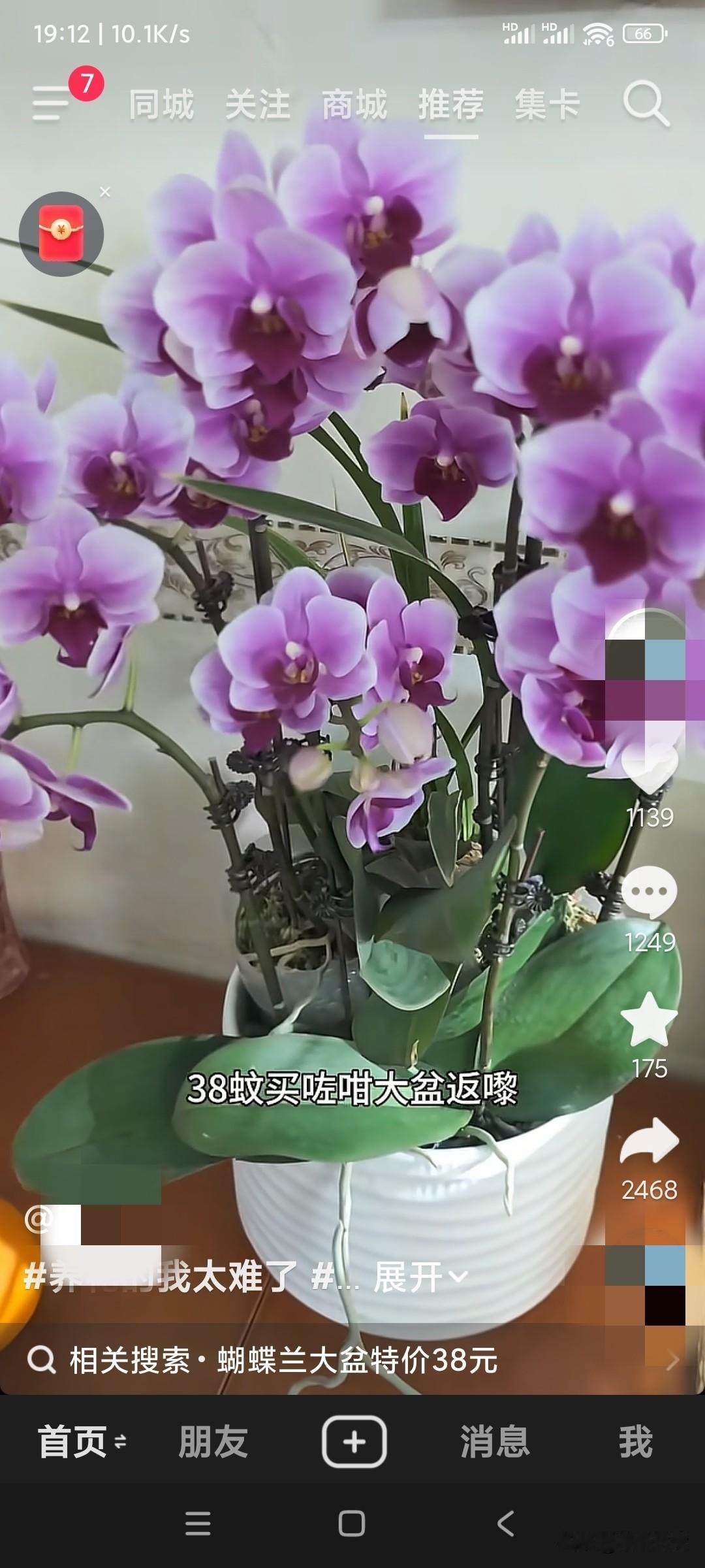 今年过年，广东花市的花烂市，卖的很便宜，都还没有到年三十呢，今天才是年二十七，有