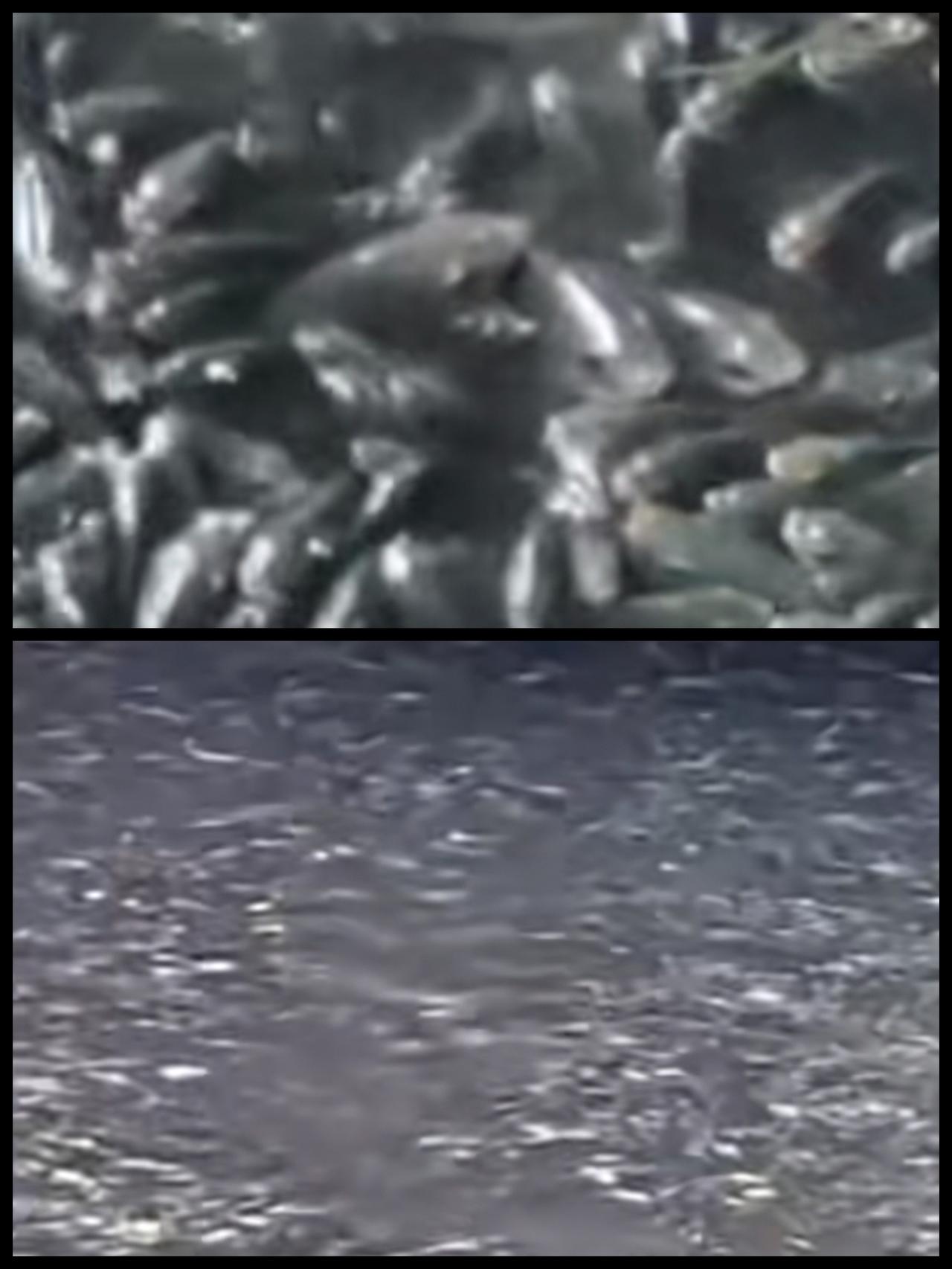 一女子在福州一河面拍到罗非鱼层层叠叠，密度大到“霸占”整个河面，字面上的意思就是