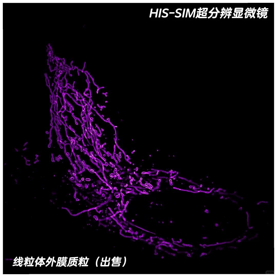 线粒体还能拍到内外膜！简直太棒了吧！