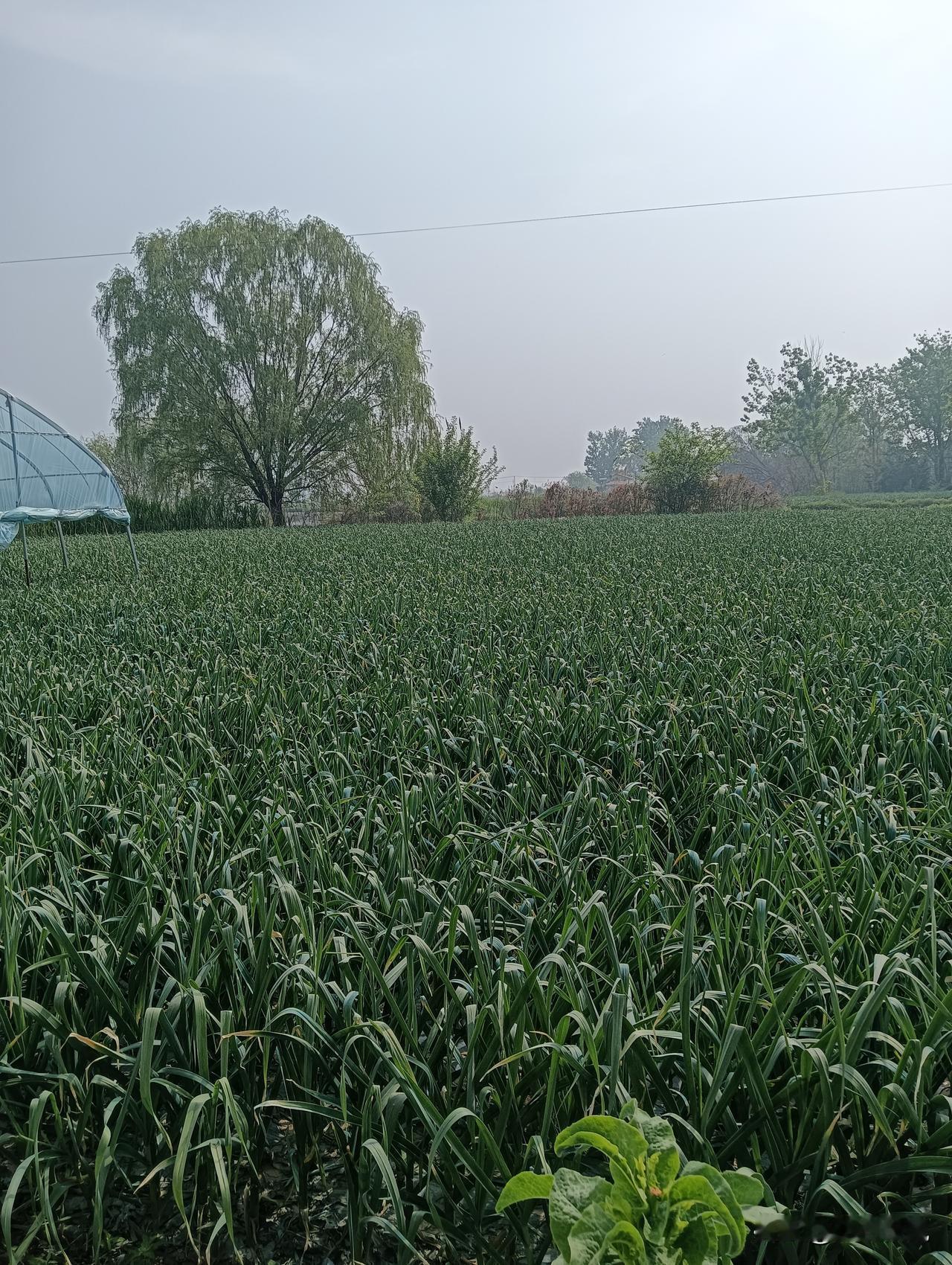 田园风光，绿意盎然，生机勃勃！🌿🌾春天的田野风光