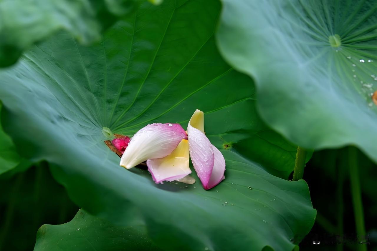 荷影集
 一池菡萏蕴流年，
初绽凝珠立翠烟。
骤雨敲盘摇碎浪，
残芳依蓬静无言。