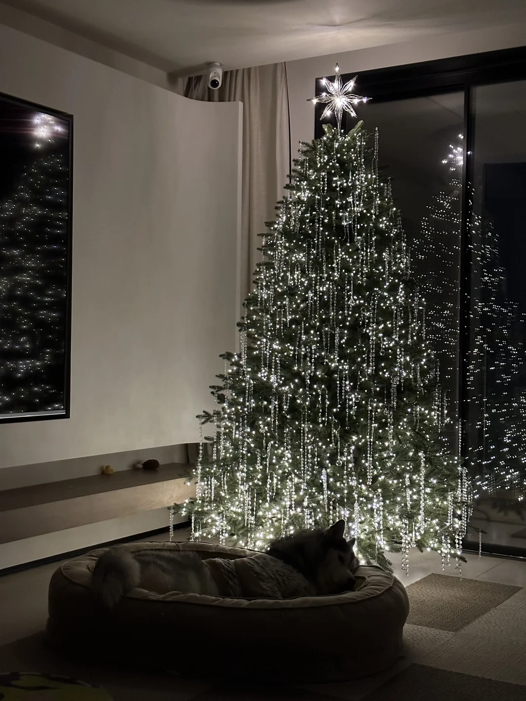 和桃桃小宝的又一个圣诞🎄🎄🎄