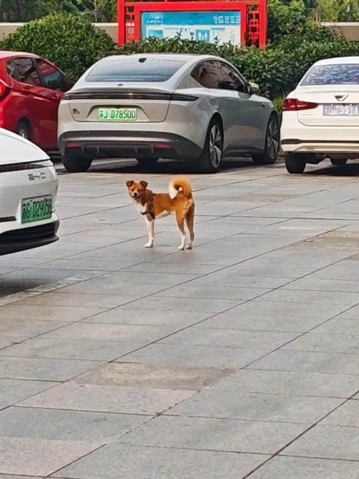养狗已经有半年多了，这条狗名曰芝士，很乖巧，是一条中华田园狗。烦就烦，在每天清早