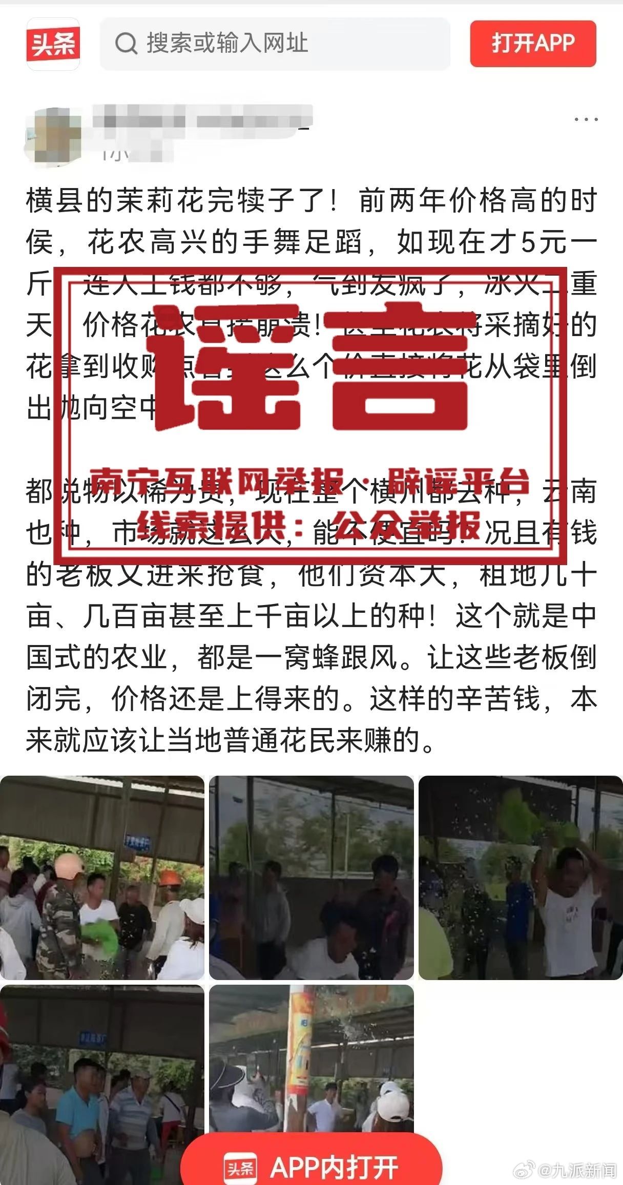#网传花农倾倒茉莉花不卖系谣言#【#官方辟谣花农倾倒茉莉花不卖#：发生地非横州市