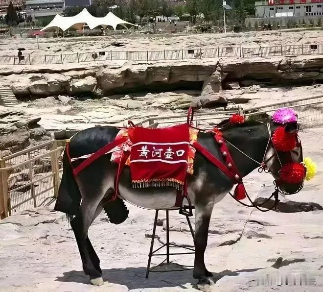 这几日黄河壶口瀑布景区竟发生一件荒诞事：一头驴因“性骚扰”女游客，被景区部门“管