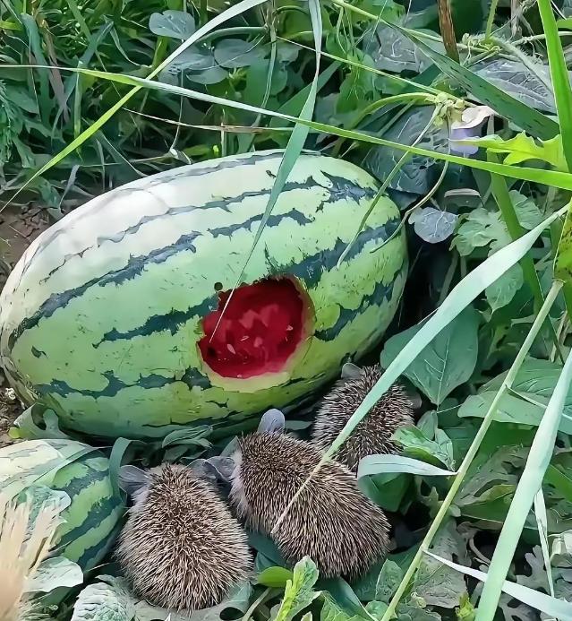 “活该发财！”山东淄博，瓜农发现刺猬偷吃自家西瓜，不但没驱赶，反而乐呵呵地看它吃