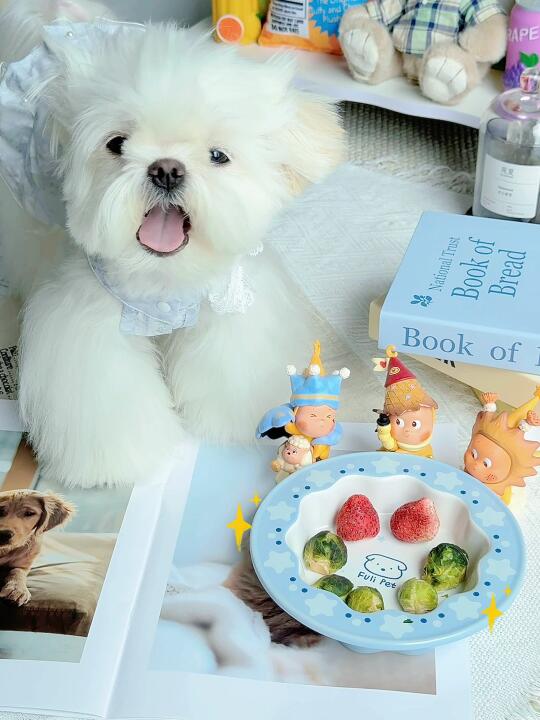 今日份吃の是可爱🤩