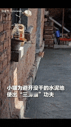 “万万没想到！”山东，一网友在家刚抹完水泥地，家里养的小猫没看到妈妈，急的喵喵叫