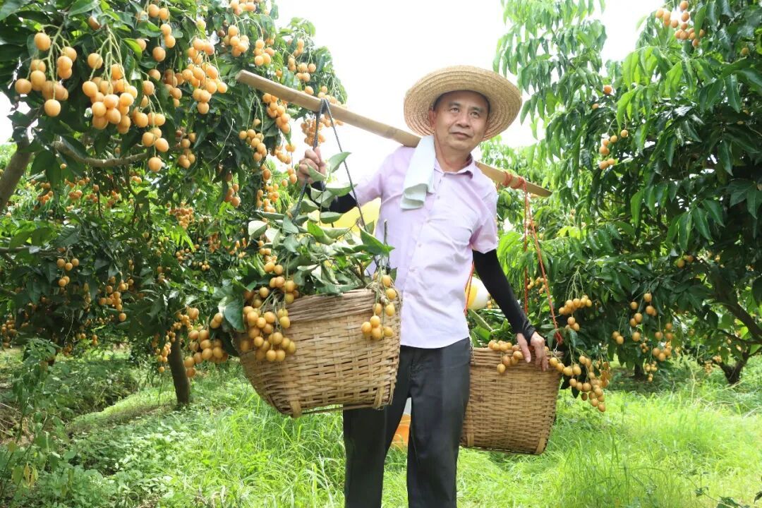 【央视推荐！来云浮郁南打卡黄皮节】7月17日上午，2026广东省云浮市“广货行天