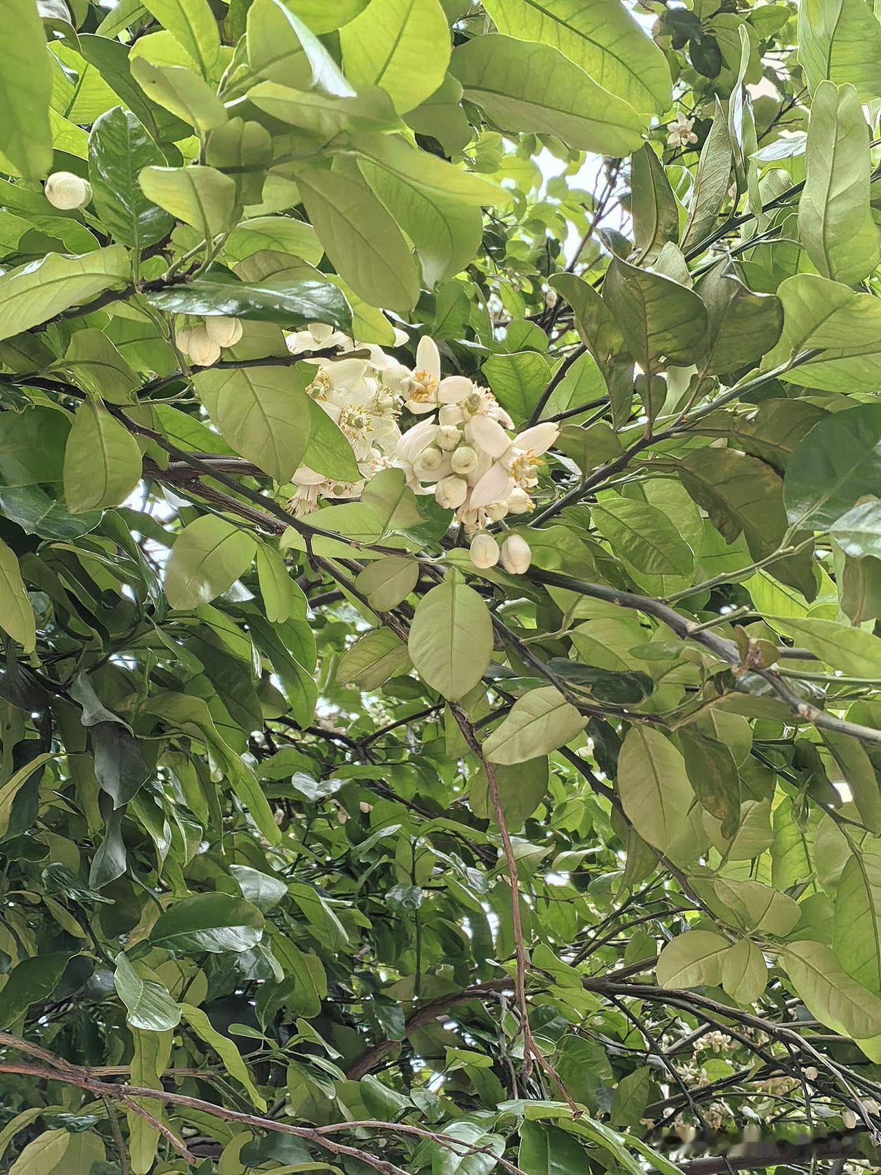 最美不过四月天，走到哪个小区都是一股花香的味道。下班在雇主家小区拍的，我以为是香