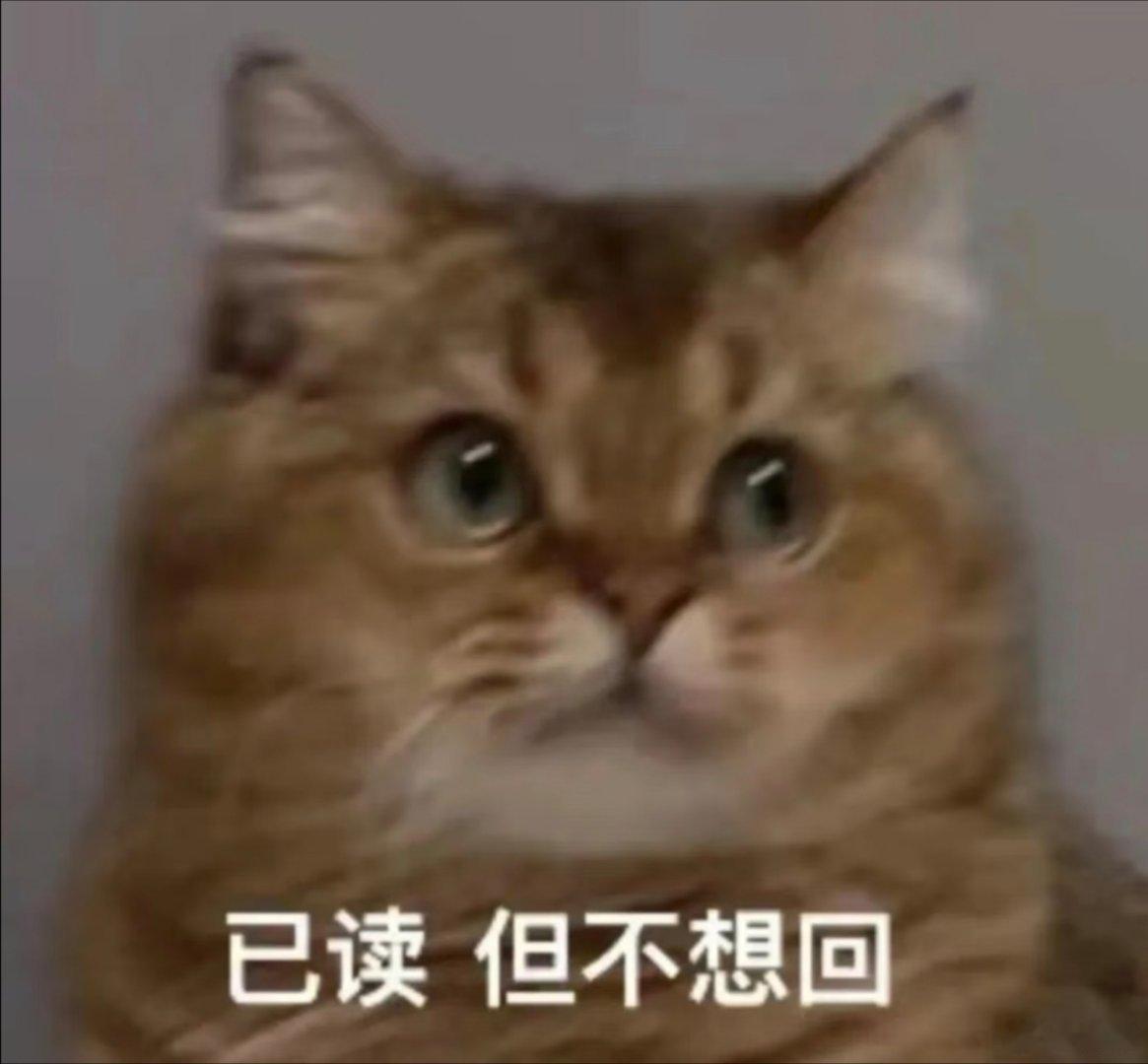 猫猫表情包。 